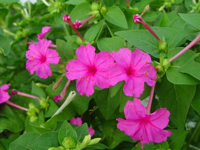 Mirabilis jalapa